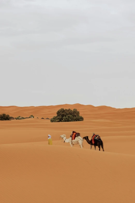 two camels walking through a desert, with a tree in the background