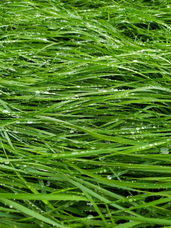 very green grass with drops of water on it