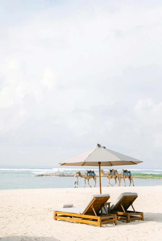 beach chairs on a sandy beach with an umbrella and camels