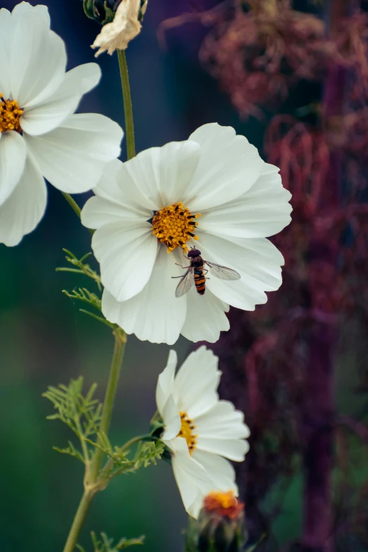 a bee is sitting on a flower with other flowers around it