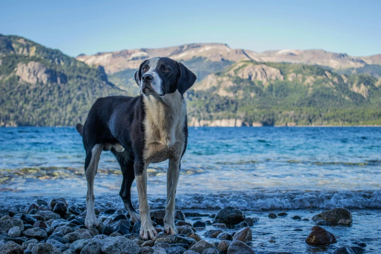 a large black and white dog standing on a rocky beach