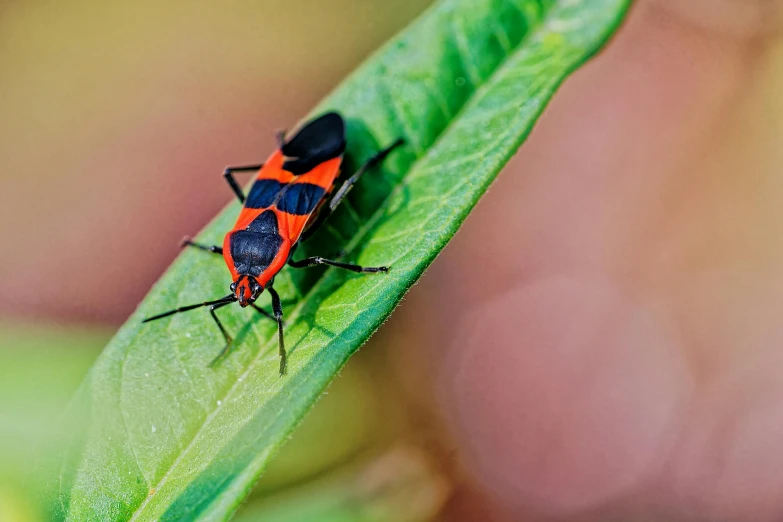 a red and black insect on a green leaf