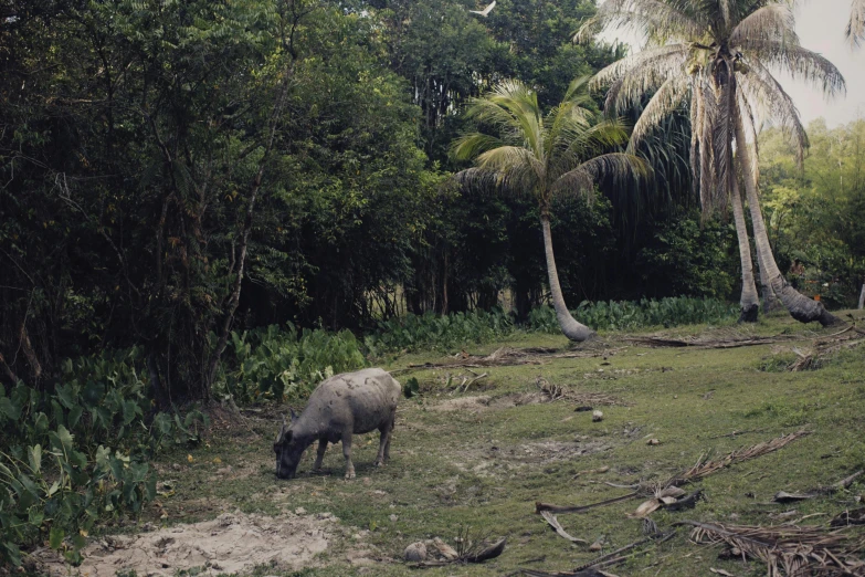a wild boar standing in front of palm trees