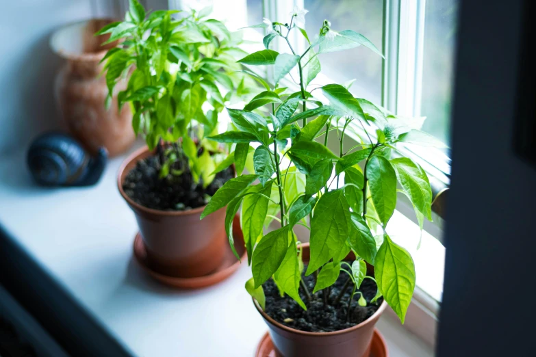 a bunch of plants sitting next to a window