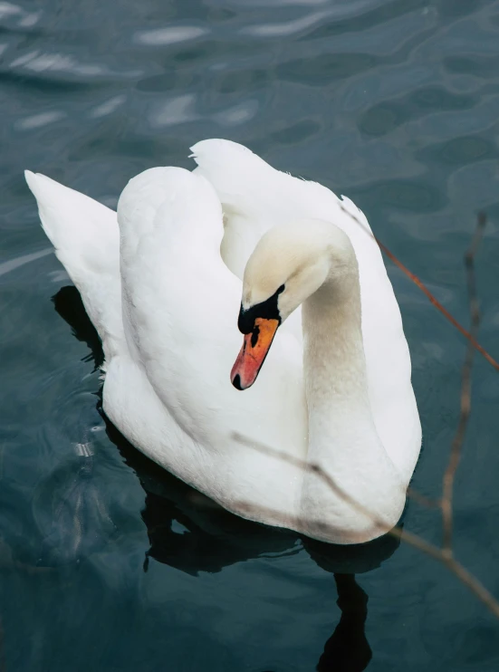 a white swan swimming on a lake with its head down