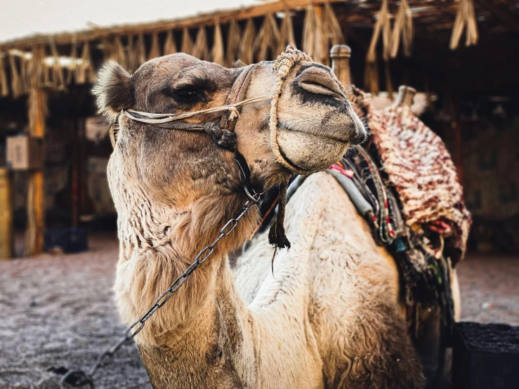 a camel with its head covered in fabric