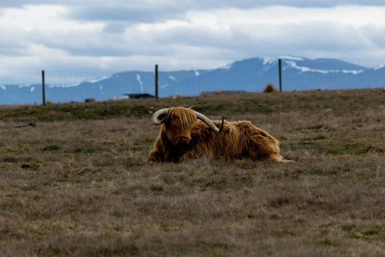 an adult yak sitting on a plain near mountains