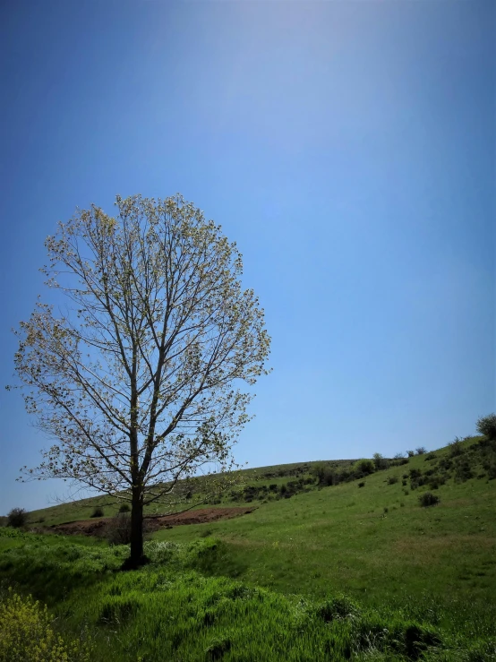 the tree is blooming in a field of green