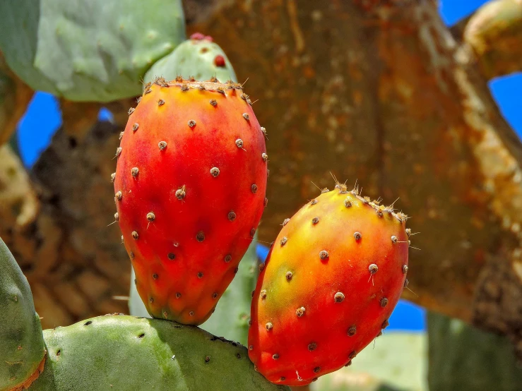 a close up of a fruit plant with green leaves and red fruit