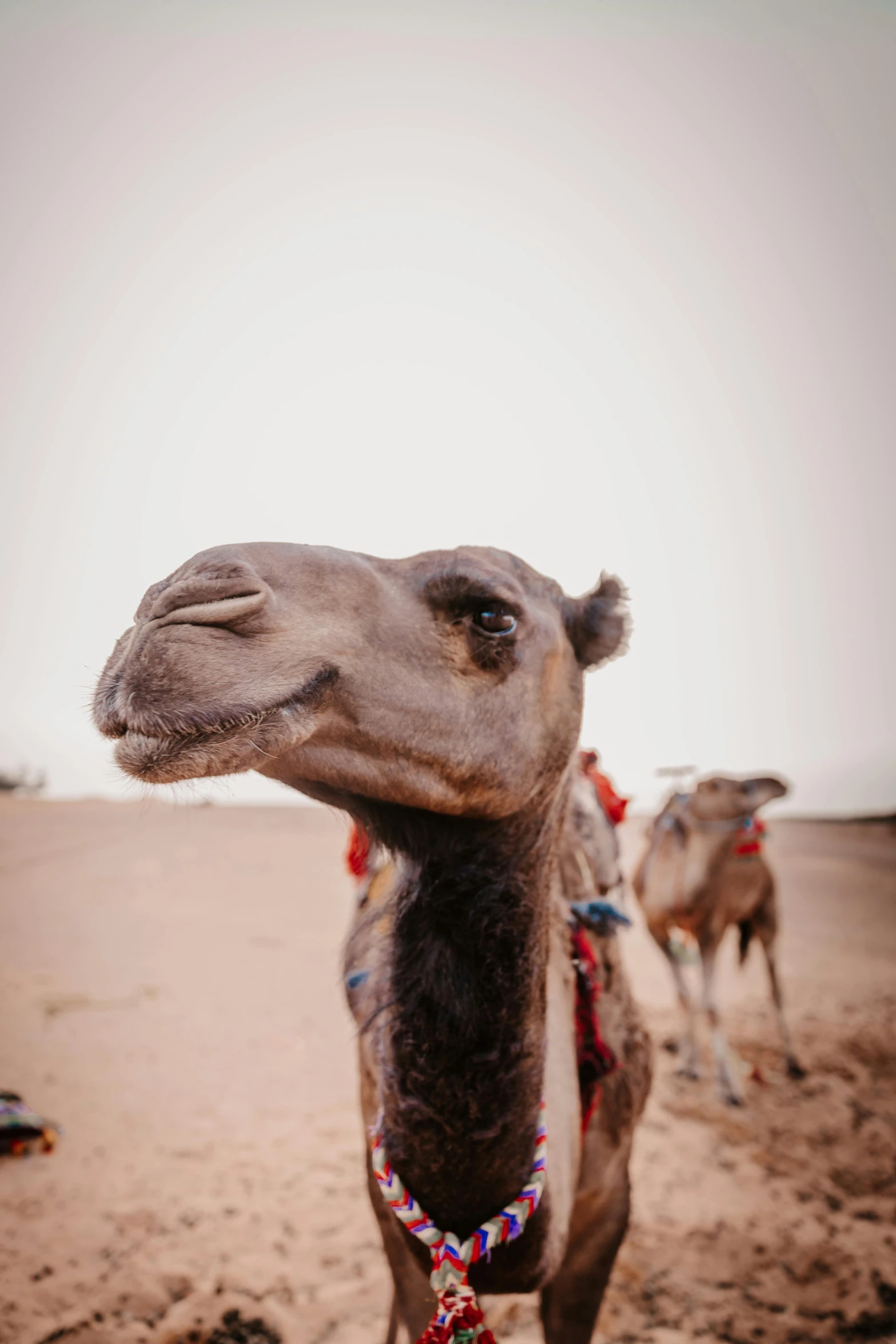 a camel with an emamation collar on its neck is staring at the camera