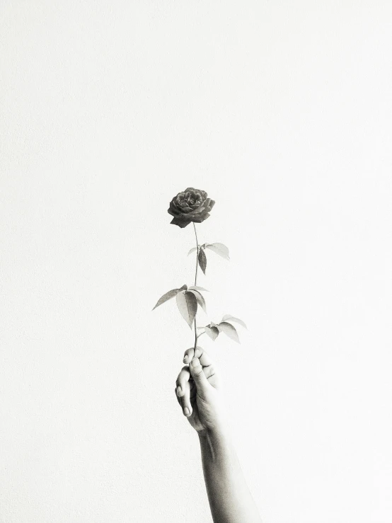 a hand holds a black rose while on white background