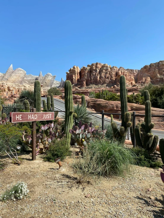 a desert with lots of cactus and trees