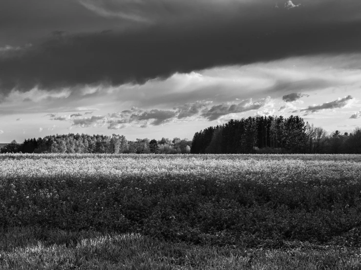 an open field in front of some trees