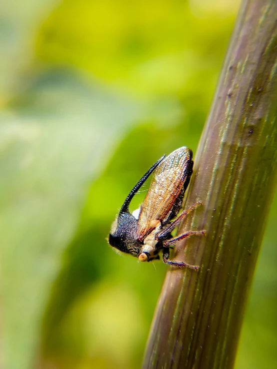 small spider sitting on a brown stem next to green leaves