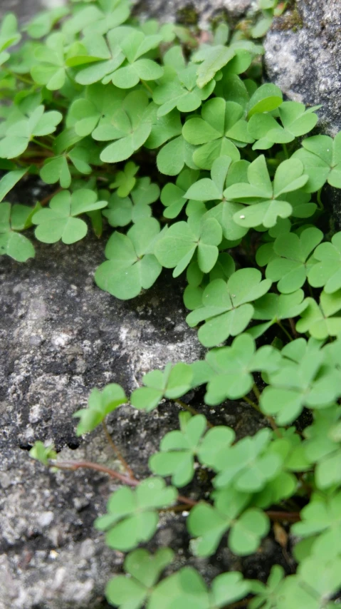 green leaves grow out of a large rock