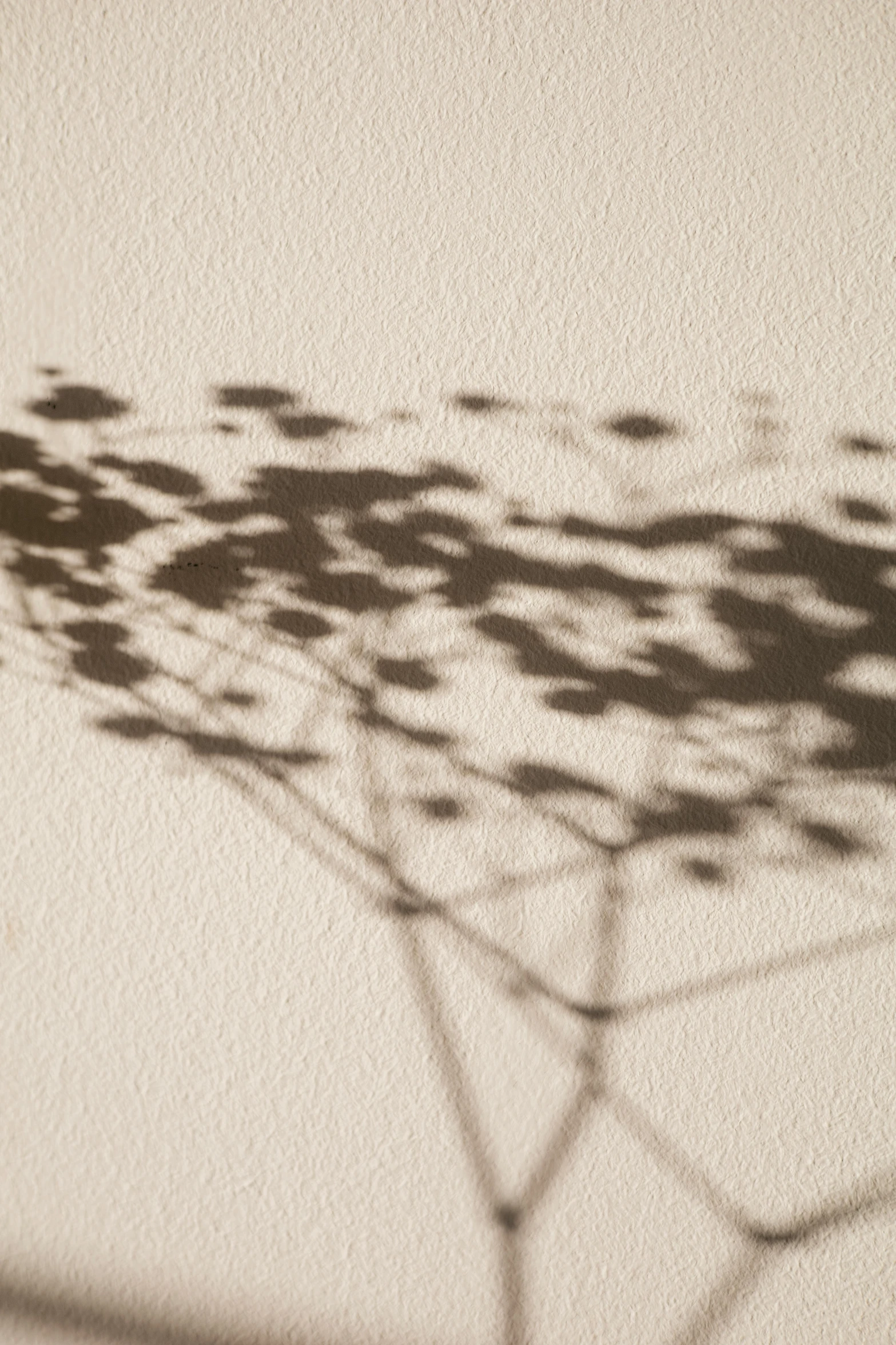 shadow of leaves from a table in the air