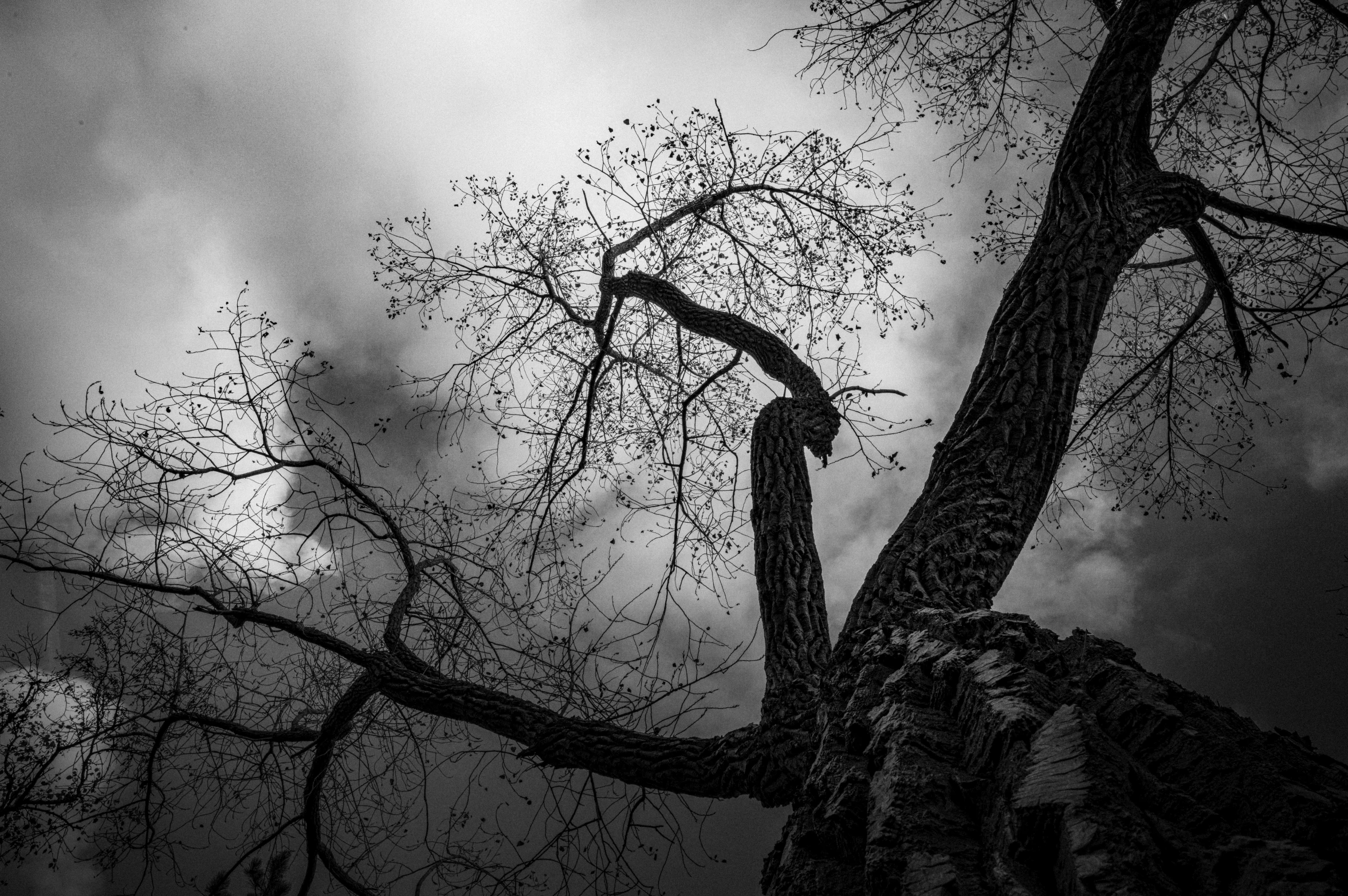 a dead tree with no leaves on it