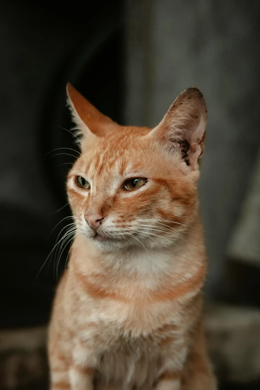 this is a po of a orange tabby cat looking away