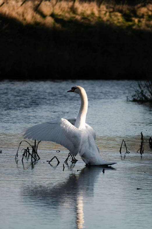 swan flapping its wings in the water with grass and trees in the background
