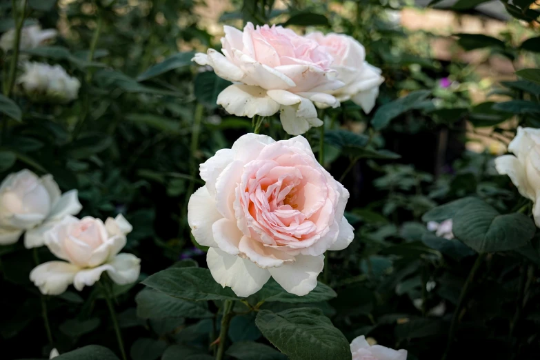 roses in a garden with leaves and a lawn