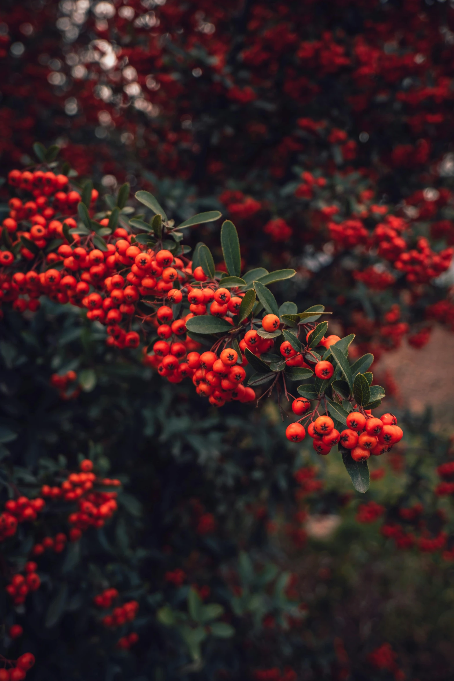 many red berries hang on a tree in the forest