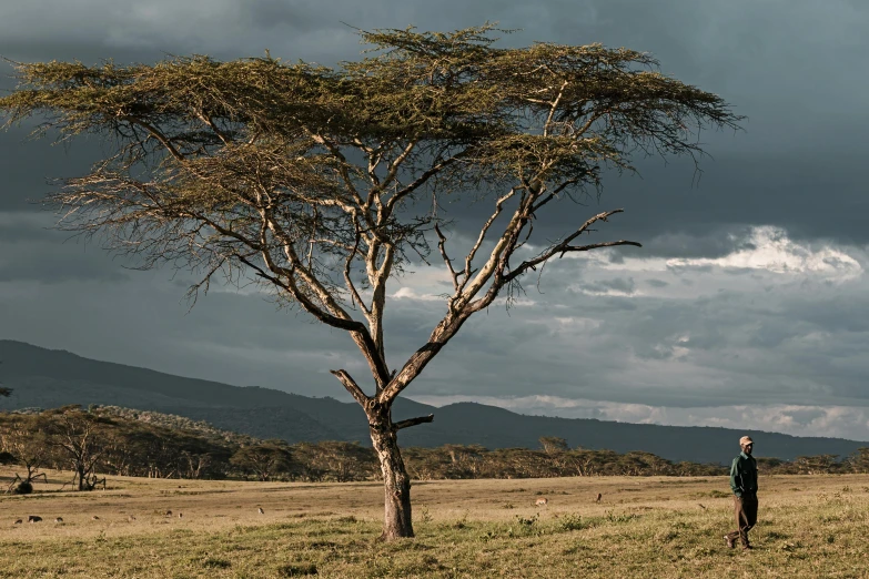 a lone tree in the middle of a field with mountains in the background