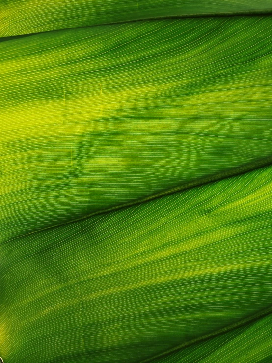 a green plant leaves textured up with light