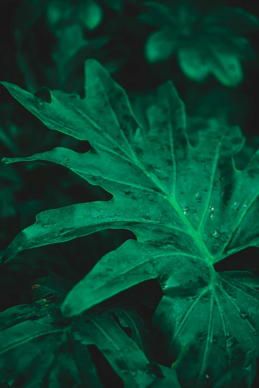 a green leaf with drops of water on it