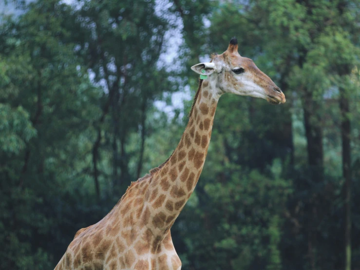a giraffe standing near trees with trees in the background