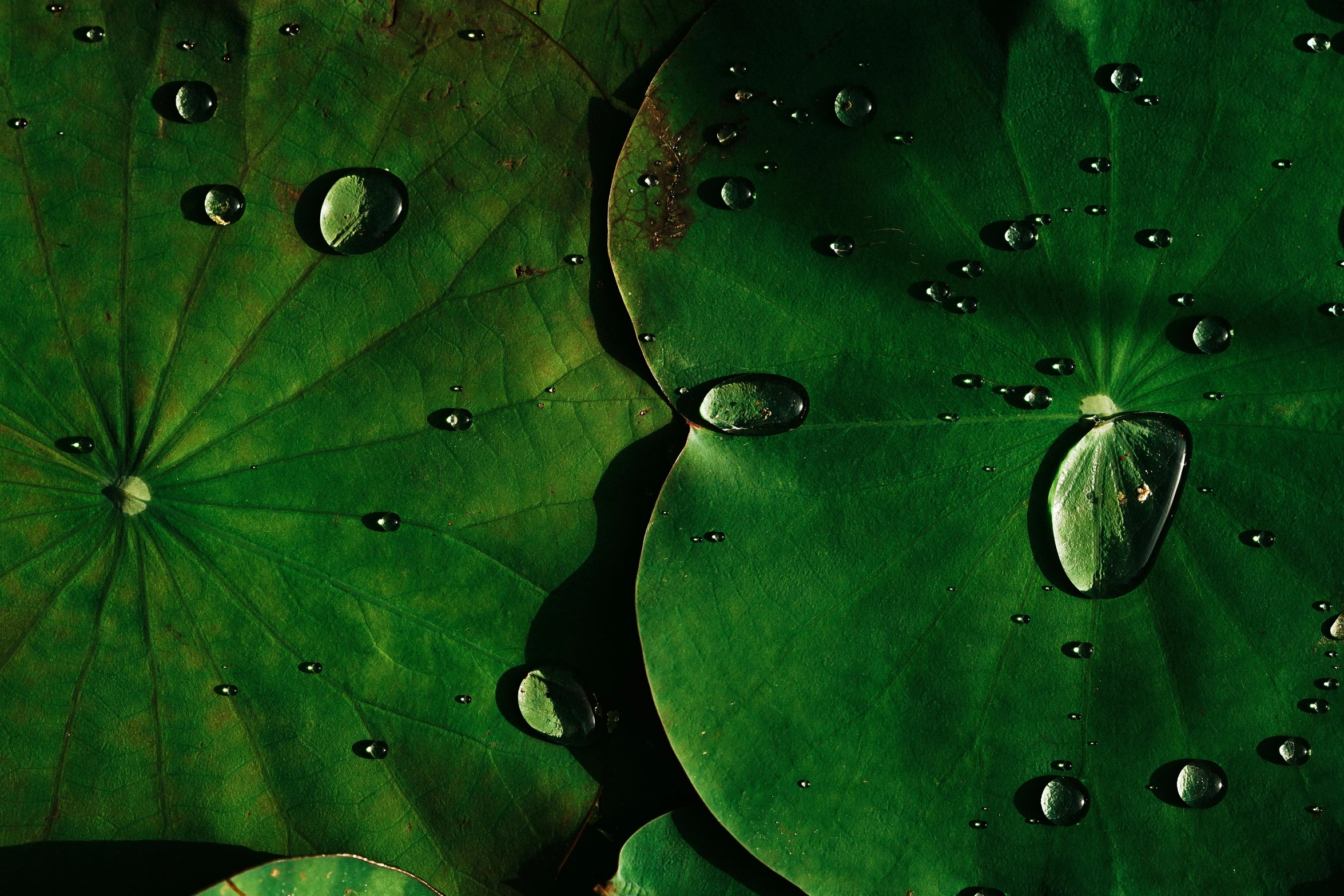 some water droplets are sitting on the leaves