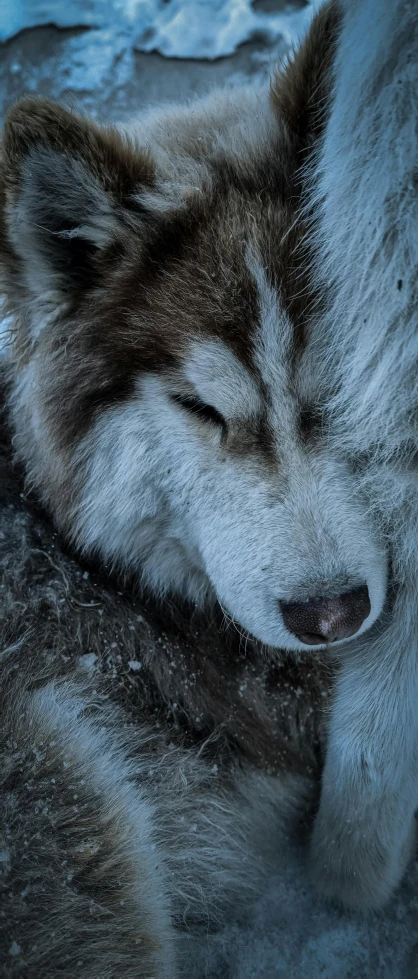 the siberian husky dog is asleep on the snow