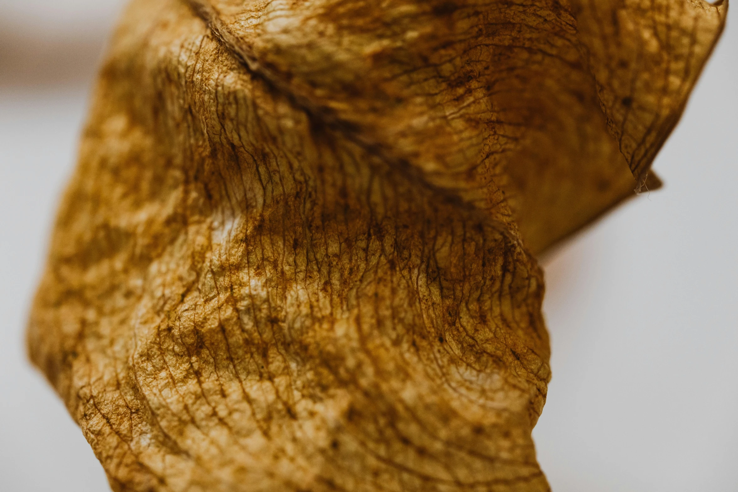 closeup image of an animal's ear showing the structure