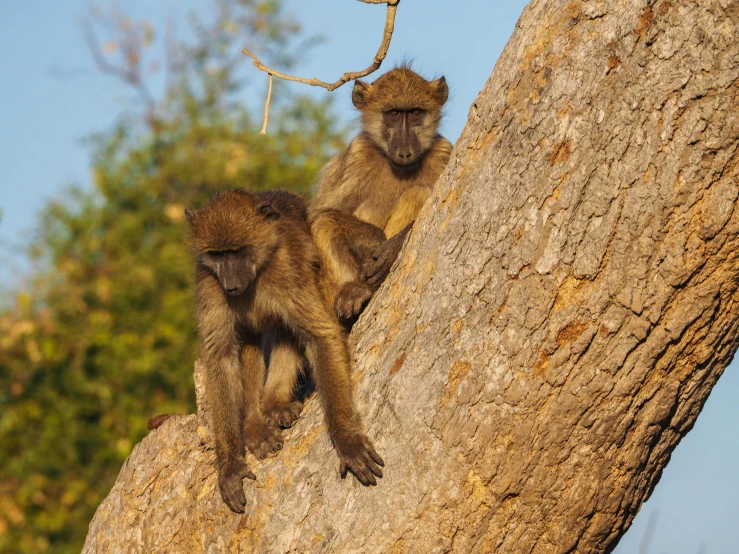 two monkeys on the top of a large tree