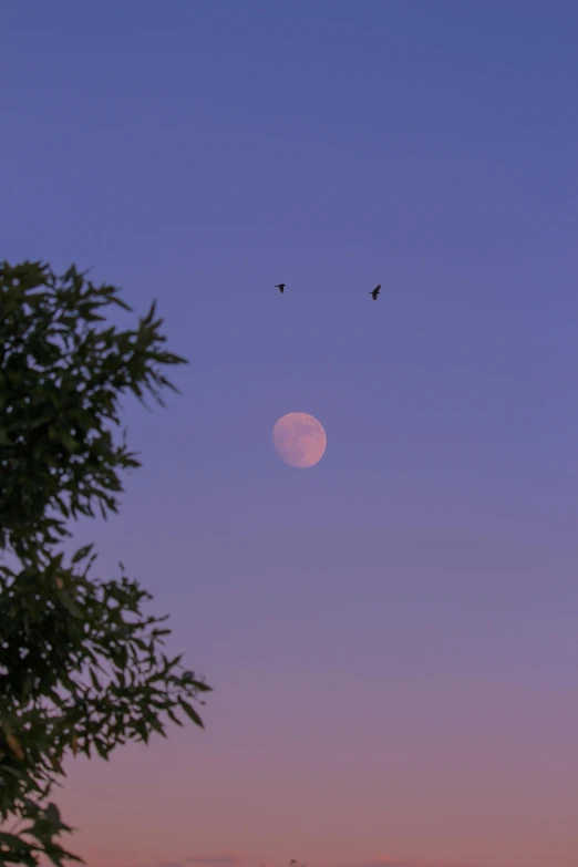 birds fly over a tree at dusk as the moon is behind it