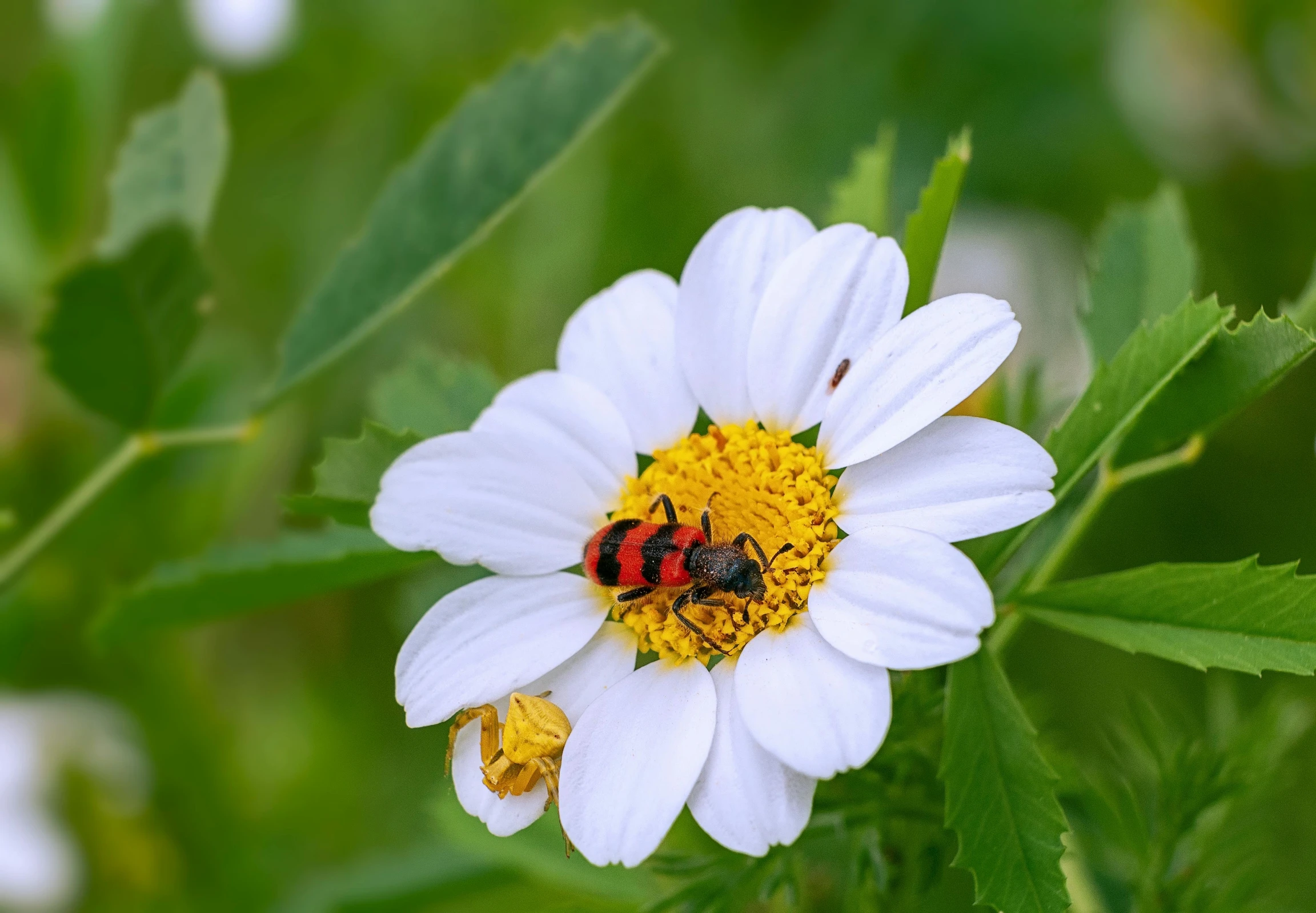 two flowers with some black bugs sitting on them