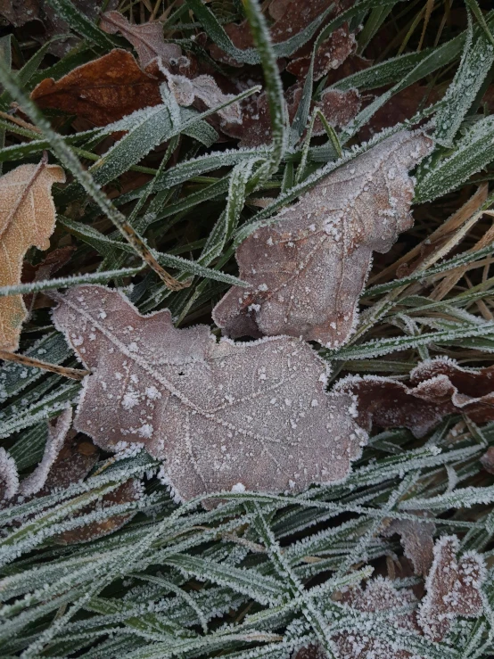 frozen leaves and nches are on the ground