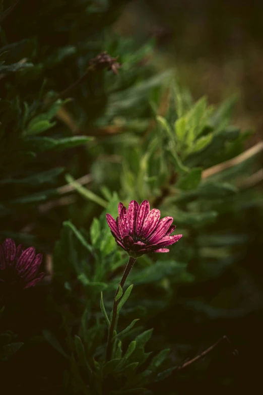 the flower is on a stem and next to some leaves