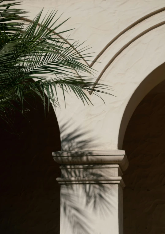 a palm tree casts a shadow on a building