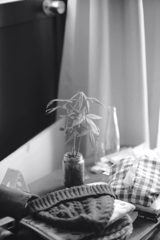 a plant in a glass container on a table