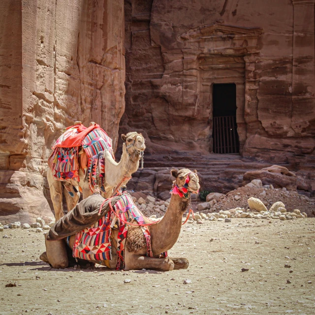 a camel sits in the shade of an ancient building