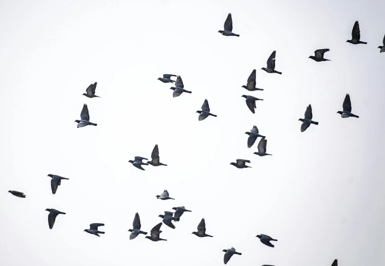 birds in the sky moving with large group in beak