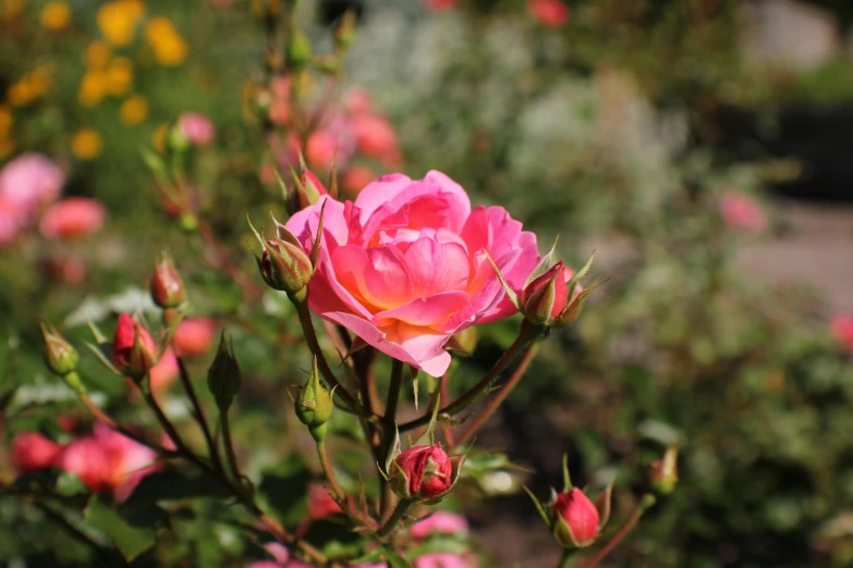 a pink flower that is standing out from the crowd