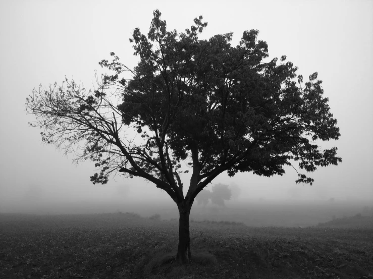 the lone tree in the foggy field is silhouetted by a plane