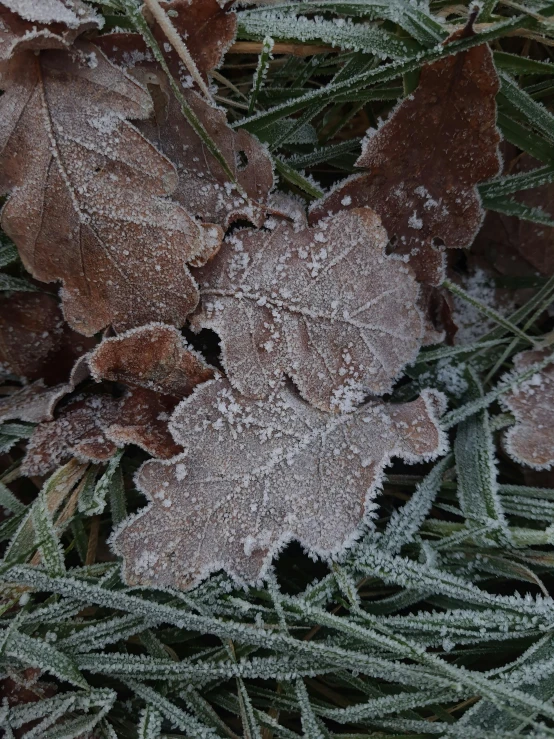 a close up of frosted leaves on the ground