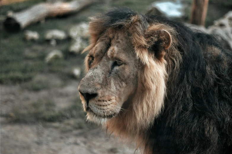 a close up of a lion with a blurry background