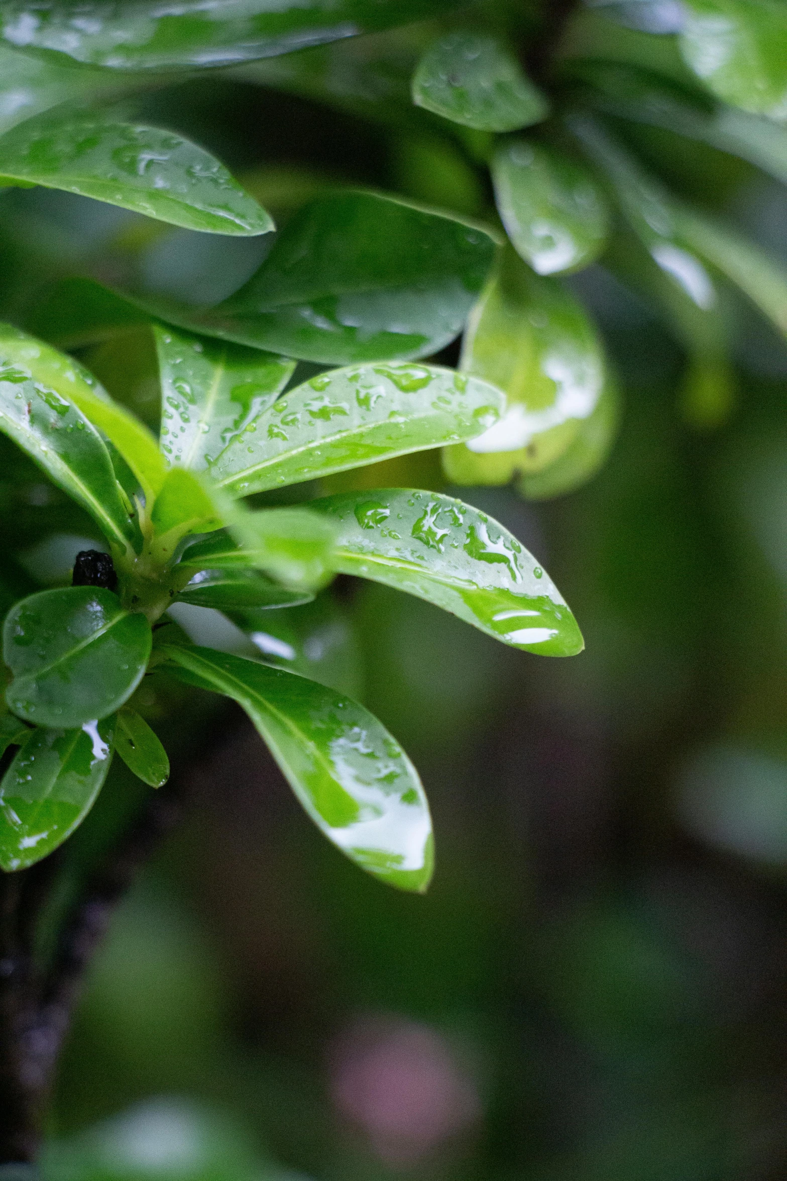 a close - up image of leaves with dew on it