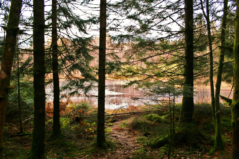 a view of a wooded area with a river in the distance