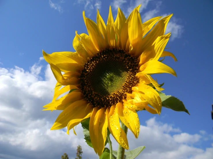 a yellow flower in the foreground with some blue sky