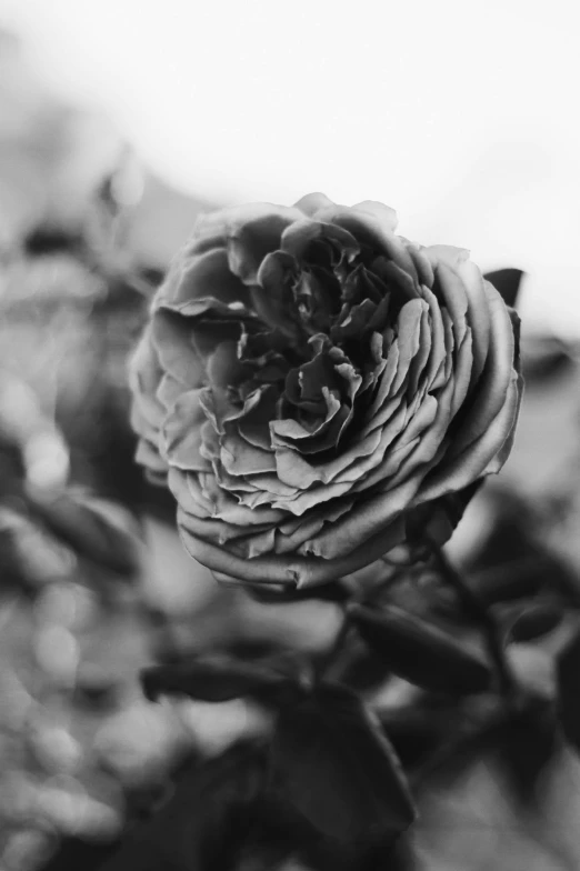 a close up view of a flower with some leaves