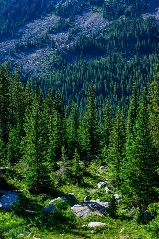 a green mountain with pine trees next to a forest